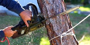 Best Tree Trimming and Pruning  in Needles, CA